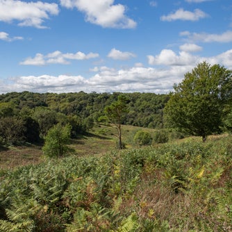 A view Headley Heath in summer with blue skies and green vegetation
